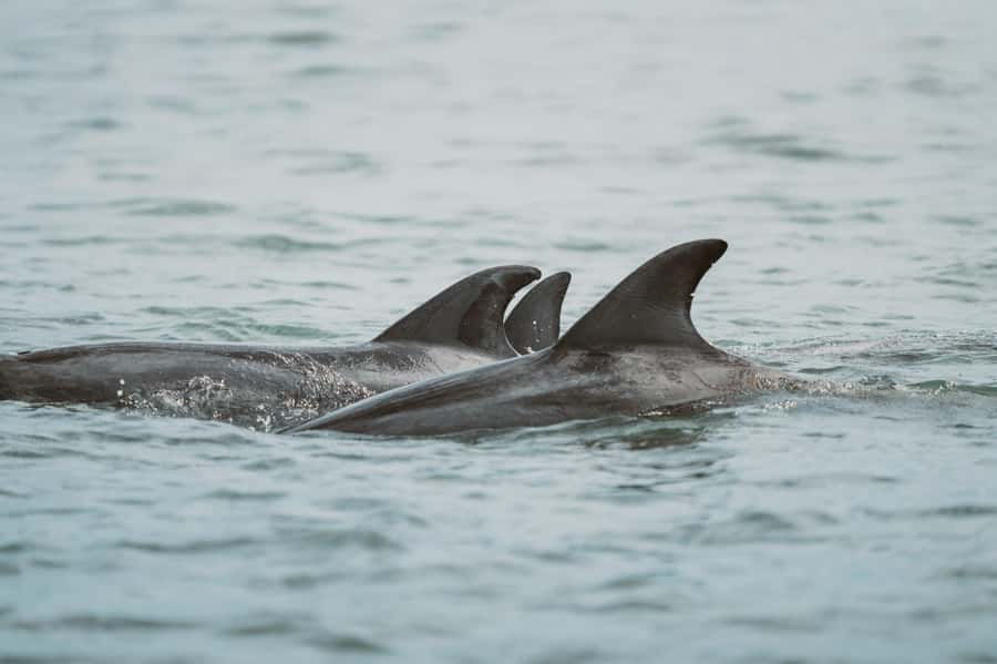 Walvis Bay: Namibian Coast Dolphin Cruise with Light Lunch - Booking details that matter
