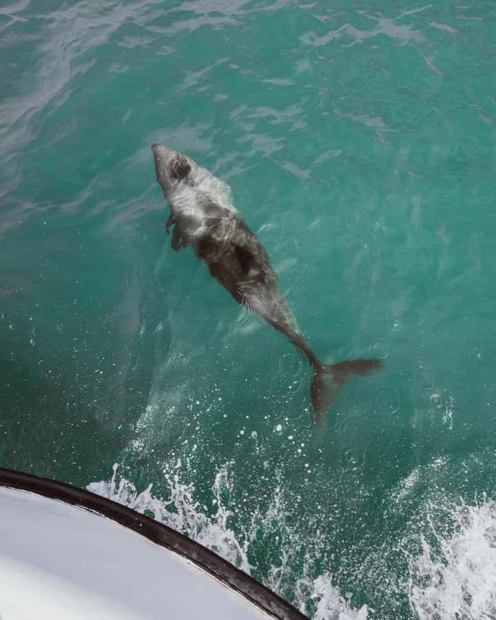 Walvis Bay: Namibian Coast Dolphin Cruise with Light Lunch - Should you book the Walvis Bay dolphin cruise?