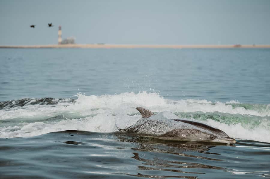 Walvis Bay: Namibian Coast Dolphin Cruise with Light Lunch - Pelican Point and its 100,000 seals