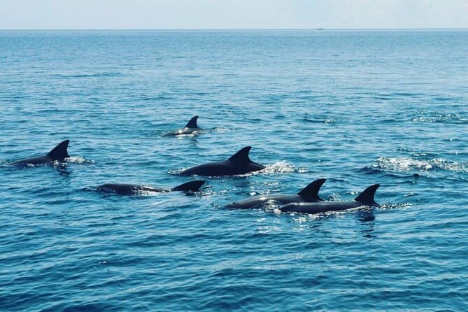 Wasini Dolphin Snorkeling - Who will enjoy this day most?