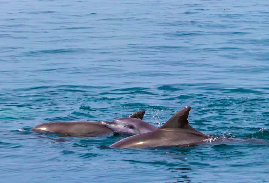 Wasini Island: Dolphin Spotting & Snorkel at Kisite Mpunguti - Key points to know before you book