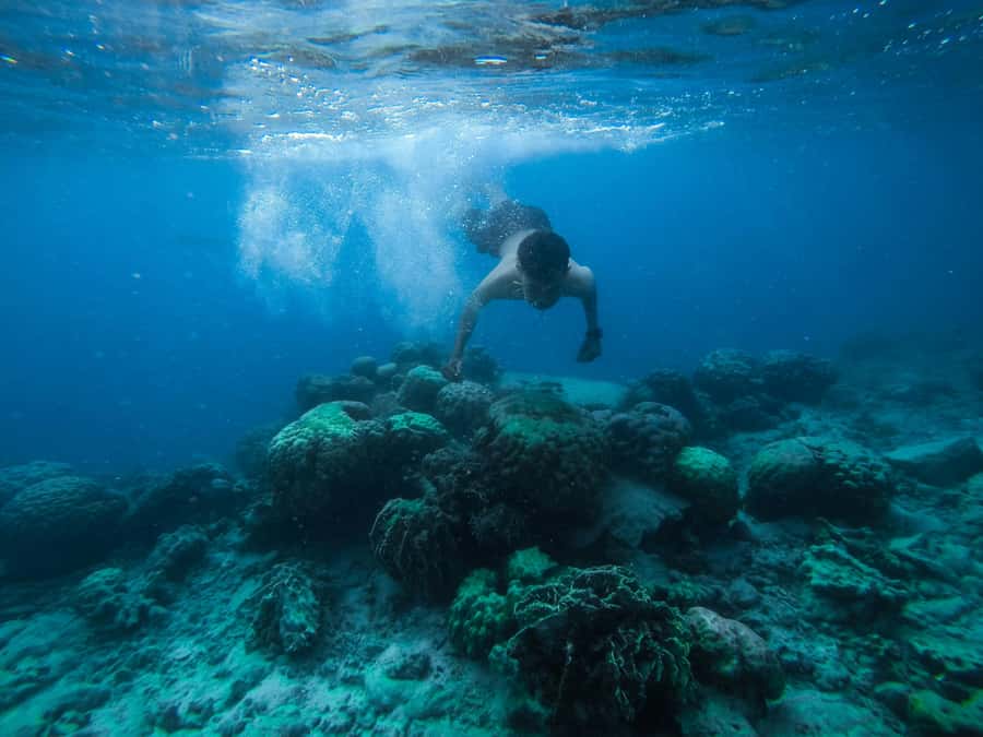 Watamu: Dolphin Watching and Snorkeling Boat Tour - Key points to know before booking