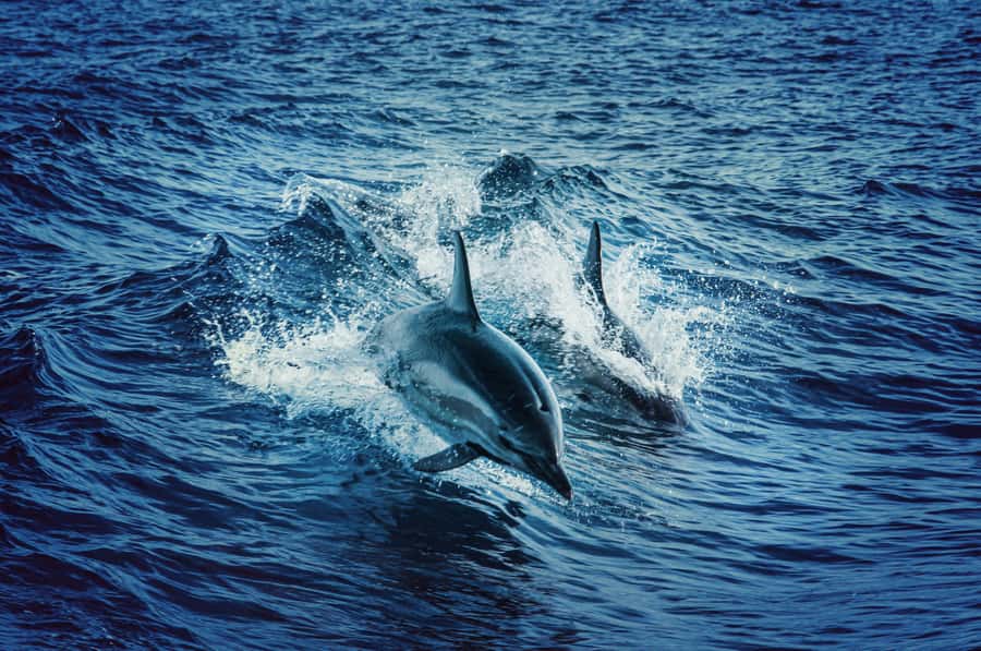 Watamu: Dolphin Watching and Snorkeling Boat Tour - Beach time before returning to Watamu