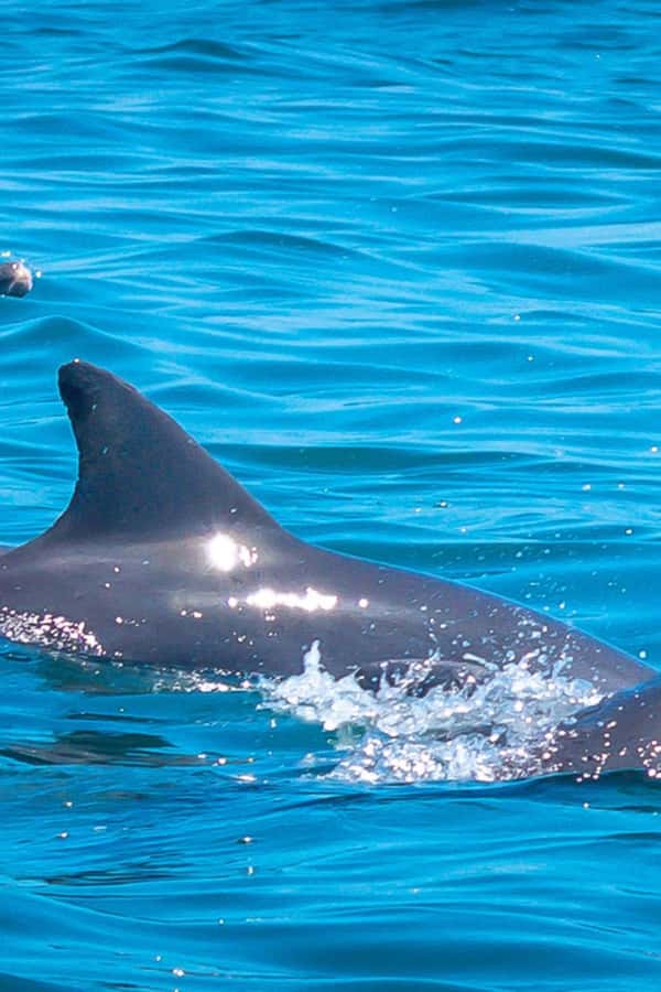 Watamu: Marine Park Snorkeling and Dolphin Spotting Tour - Key points before you book