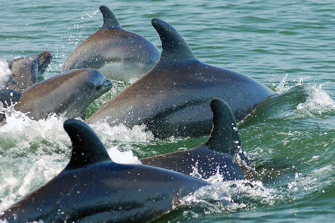 Watch and Swim with Dolphins in the Wild - Why this Puerto Vallarta dolphin tour feels different