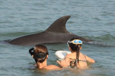 Watch and Swim with Dolphins in the Wild