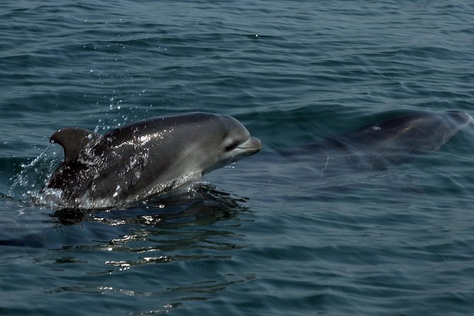 Watch and Swim with Dolphins in the Wild - What happens when the dolphins are not interested