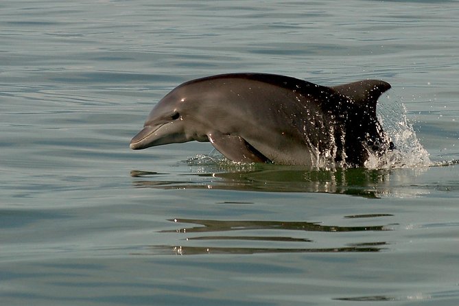 Watch and Swim with Dolphins in the Wild - What to bring and what is included