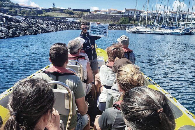 Watching whales and dolphins on Terceira Island - Meeting at 8:30 am in Angra do Heroísmo