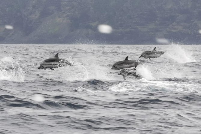 Watching whales and dolphins on Terceira Island - What the three-hour search feels like