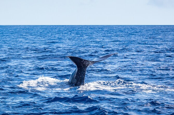 Watching whales and dolphins on Terceira Island - Weather changes the whole experience