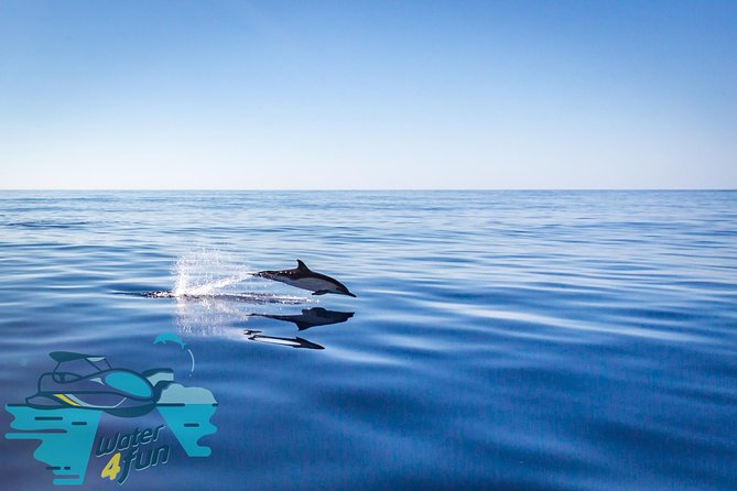 Watching whales and dolphins on Terceira Island - What the $78.64 price gets you
