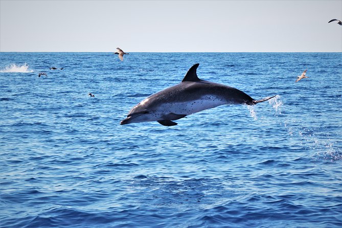 Watching whales and dolphins on Terceira Island - Who will enjoy this boat trip most