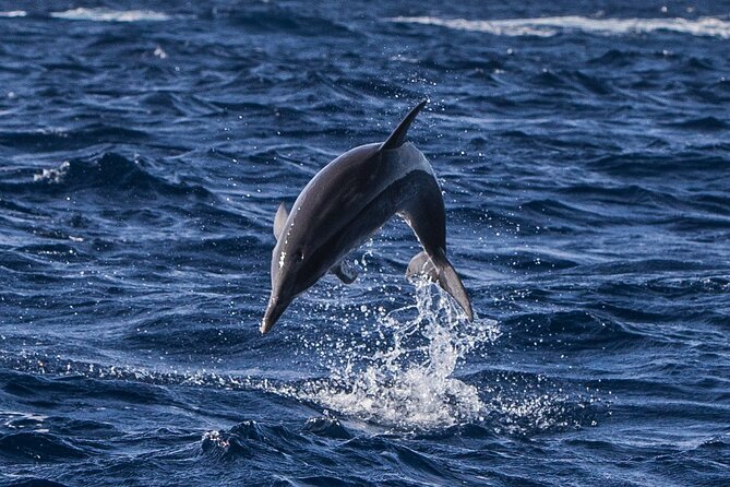 Watching whales and dolphins on Terceira Island - A small boat that keeps the animals in view