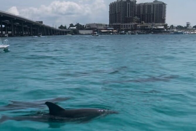 Waverunner Dolphin Tour - Dolphins, stingrays, and possible surprises