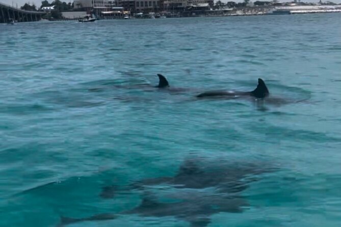 Waverunner Dolphin Tour - Who will enjoy this most