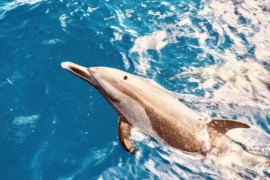West O'ahu: Dolphin Watching and Snorkeling Catamaran Cruise - Key points to know before you book