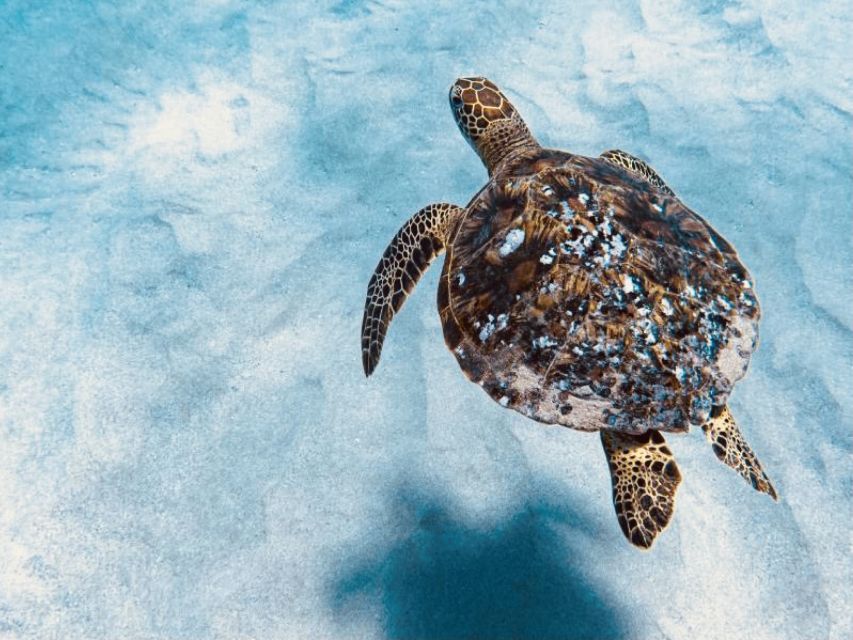 West O'ahu: Dolphin Watching and Snorkeling Catamaran Cruise - Why West Oʻahu is the right setting for this cruise