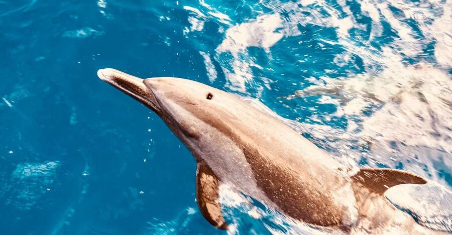 West O'ahu: Dolphin Watching and Snorkeling Catamaran Cruise - Boarding the 42-person catamaran