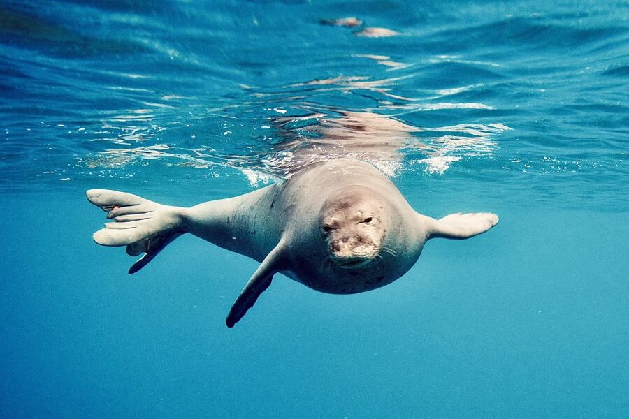 West O'ahu: Dolphin Watching and Snorkeling Catamaran Cruise - Watching for dolphins in open water