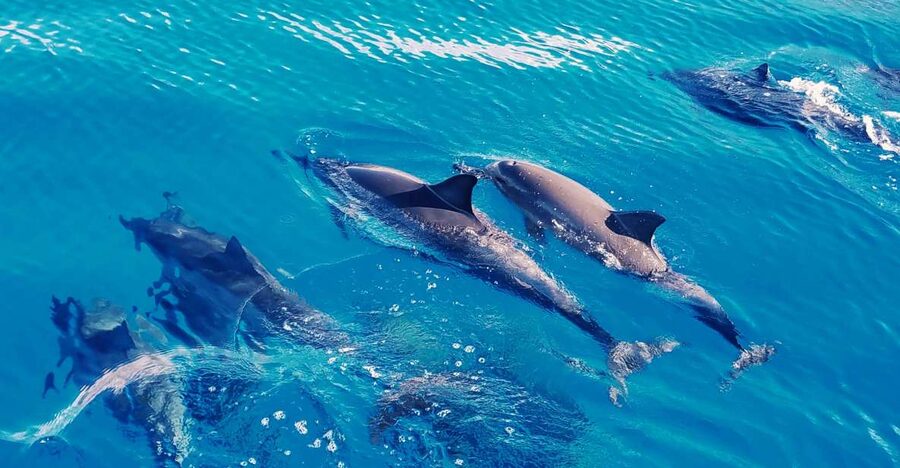 West O'ahu: Swim with Dolphins Catamaran Cruise - Key points before you book