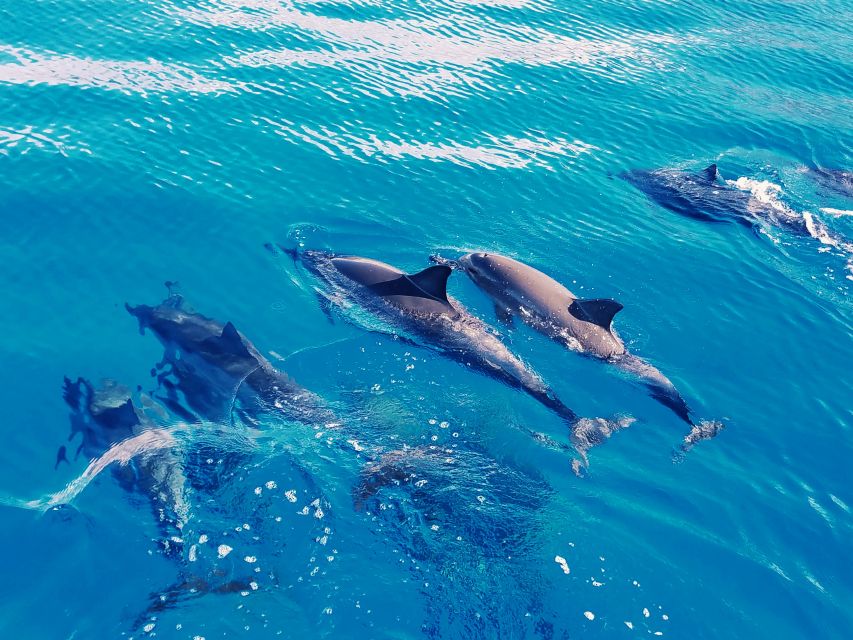 West O'ahu: Swim with Dolphins Catamaran Cruise - Searching for dolphins in open water