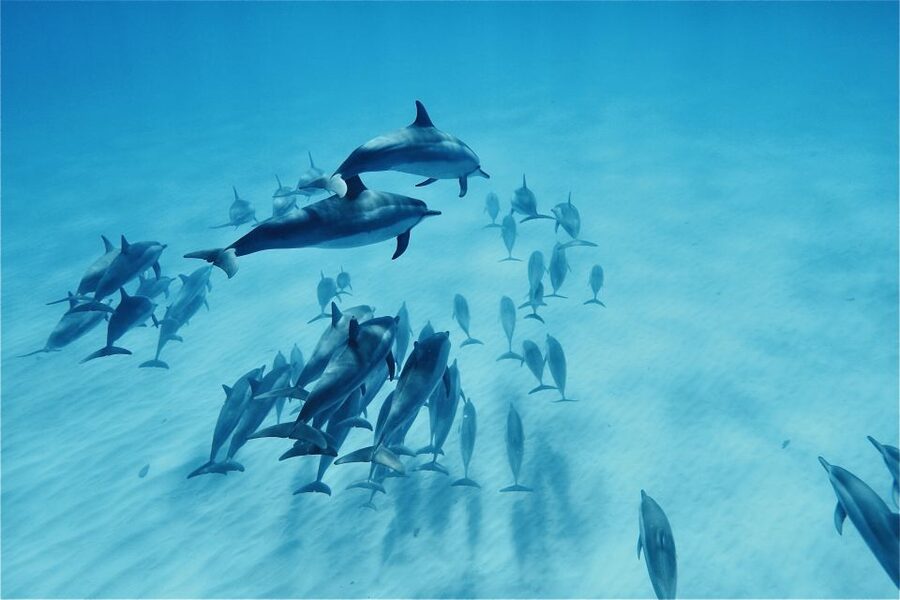 West O'ahu: Swim with Dolphins Catamaran Cruise - Whales, seals, and rare sightings