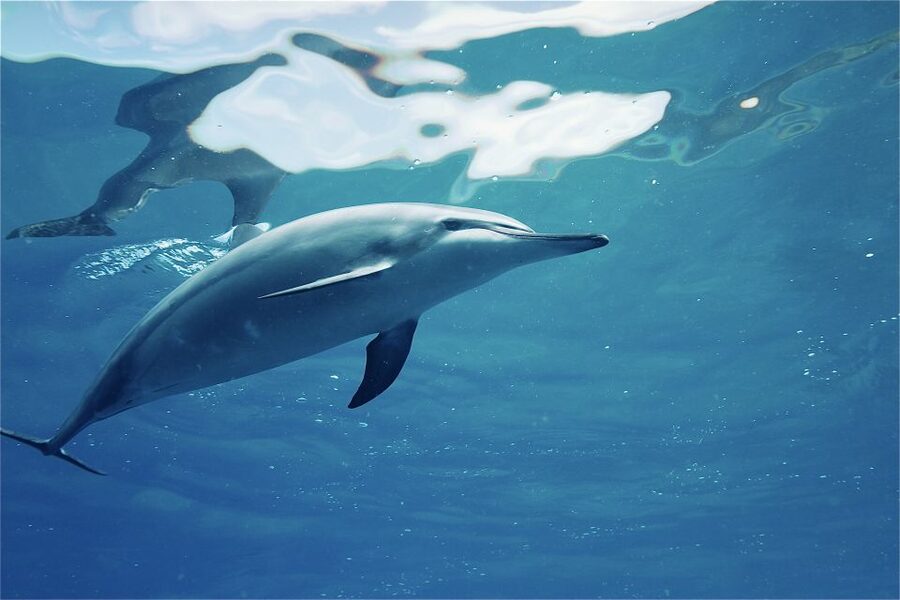 West O'ahu: Swim with Dolphins Catamaran Cruise - What the $187 price includes