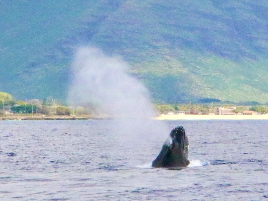 West O'ahu: Swim with Dolphins Catamaran Cruise - Starting before sunrise from Waikiki
