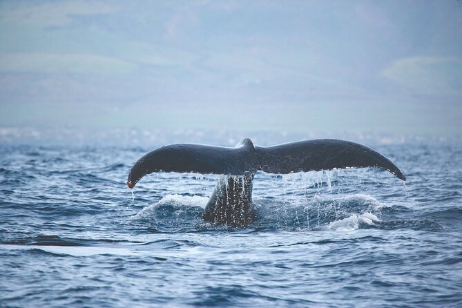West Oahu Dolphin Watch and Snorkel Sail with Lunch - Practical Details That Matter