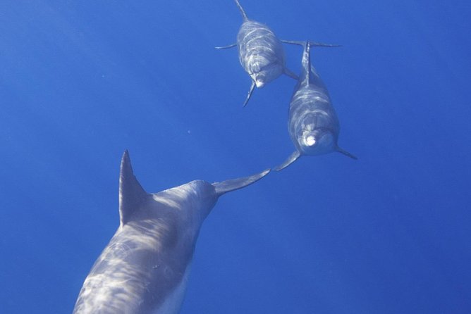 West Oahu Dolphin Watch and Snorkel Sail with Lunch - Watching Dolphins in Their Natural Home