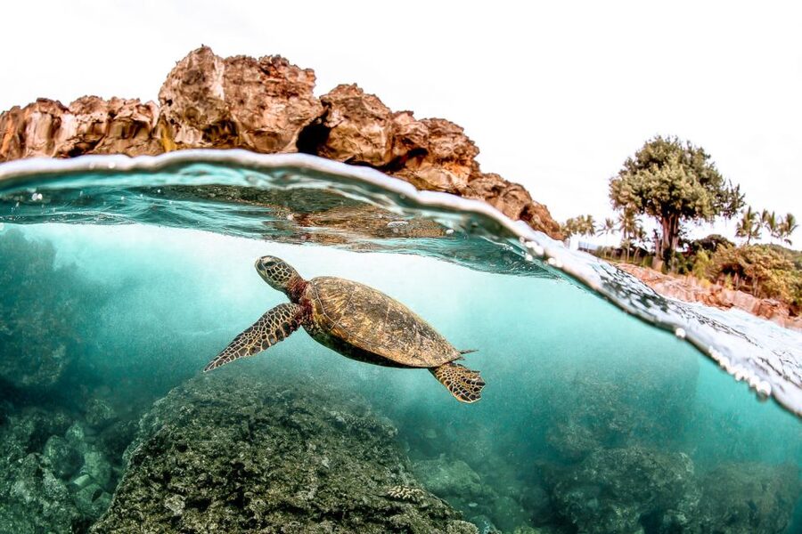 West Oahu: Turtles, Dolphins, and Snorkeling Tour with Lunch - Leaving from Waiʻanae Harbor on the Ko Nau Lani