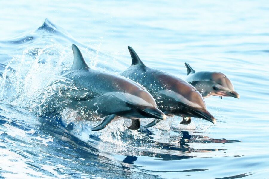 West Oahu: Turtles, Dolphins, and Snorkeling Tour with Lunch - Who should book this West Oahu excursion