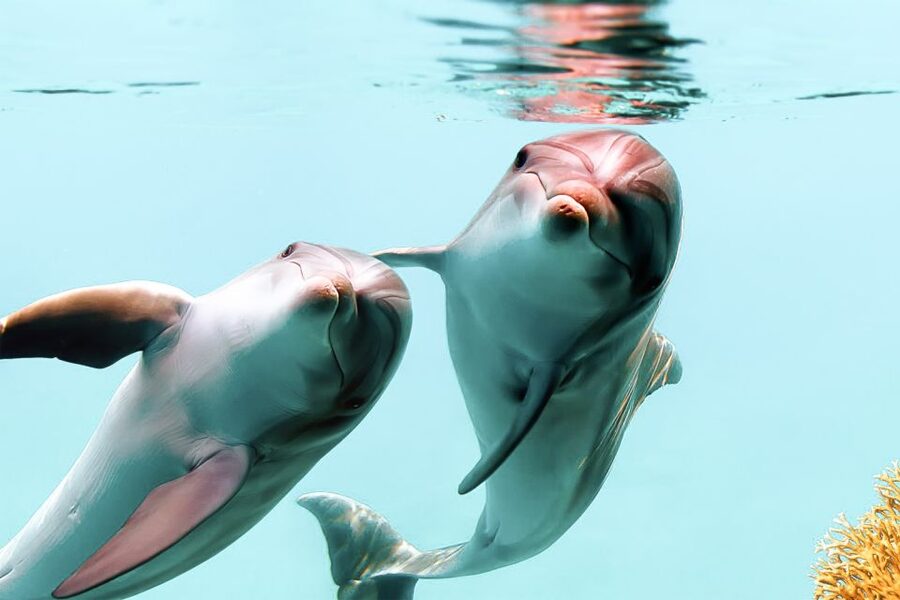 West Oahu: Turtles, Dolphins, and Snorkeling Tour with Lunch - The first hour: cruising West Oahu for dolphins