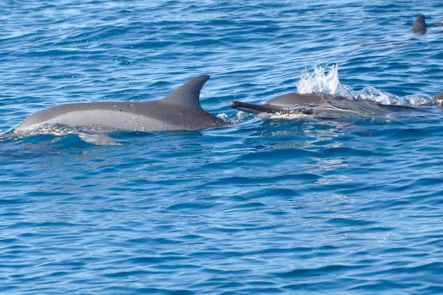 West: Swim wz dolphins, Crystal Rock, Lunch Benitiers island - Who will enjoy this outing most