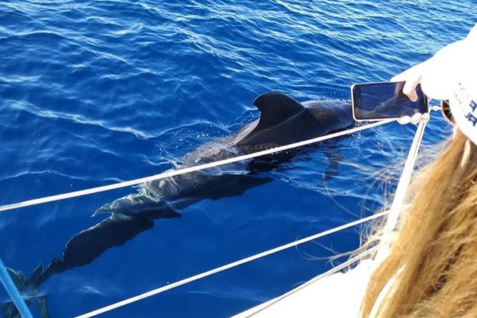 Whale and Dolphin Small Group Sailing from Tenerife South - Setting out from Puerto Colón in Tenerife South