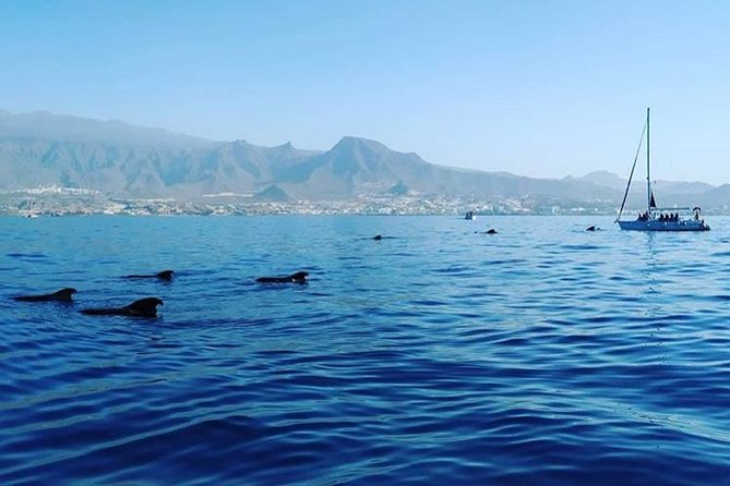 Whale and Dolphin Small Group Sailing from Tenerife South - How the experience suits families and couples