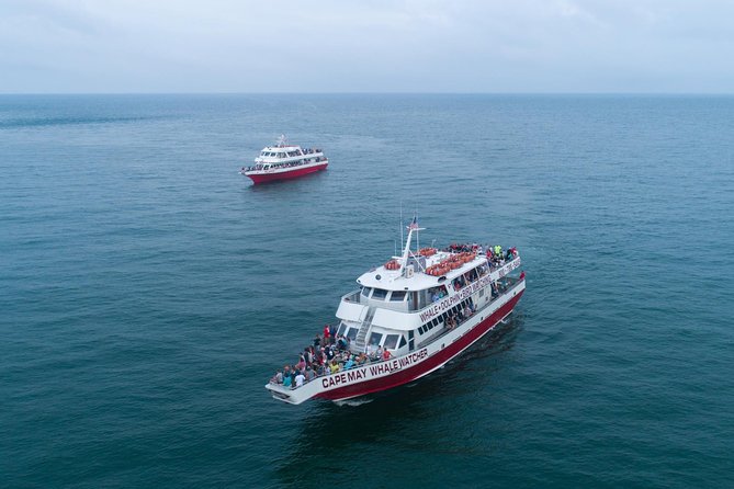 Whale and Dolphin Watching Cruise from Cape May - Cape May Whale Watcher at a Glance