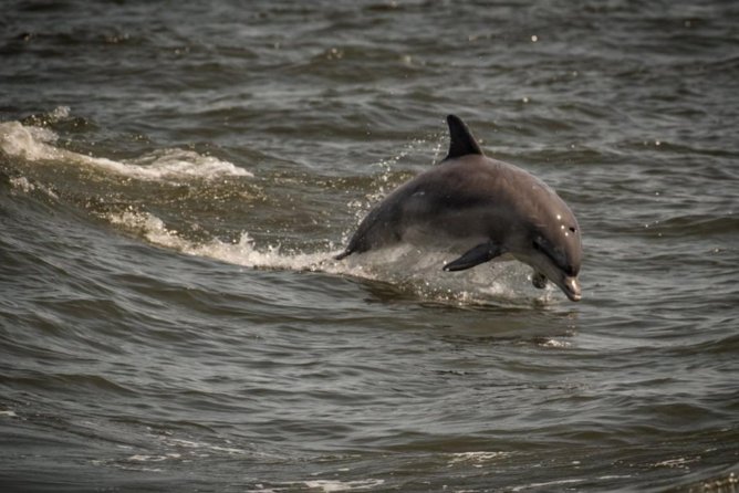 Whale and Dolphin Watching Cruise from Cape May - Three Hours Along Cape May’s Coast