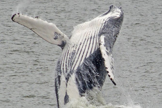 Whale and Dolphin Watching Cruise from Cape May - Food, Drinks, and Onboard Practicalities
