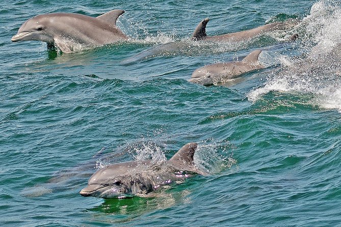 Whale and Dolphin Watching Cruise from Cape May - What the $45 Price Really Buys