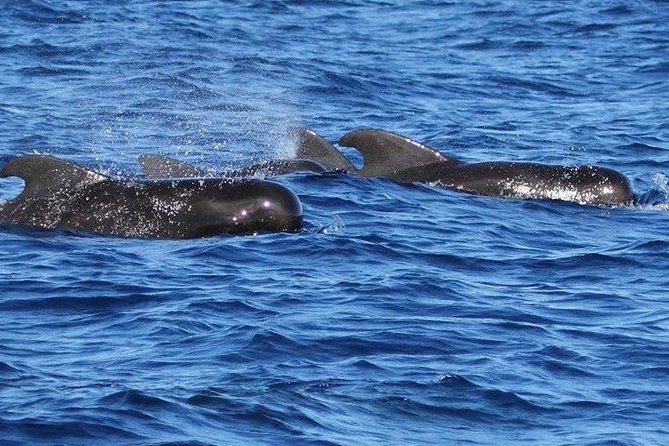 Whale and Dolphin Watching Cruise in St Lucia - Searching for whales and dolphins