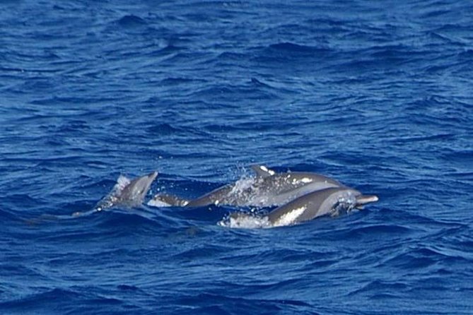 Whale and Dolphin Watching Cruise in St Lucia - Marine information without a classroom feel