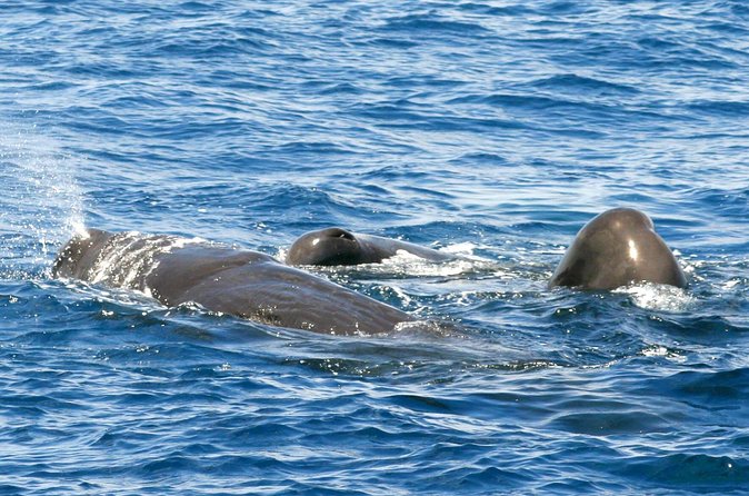 Whale and Dolphin Watching Cruise in St Lucia - St Lucia’s coastline from the sea