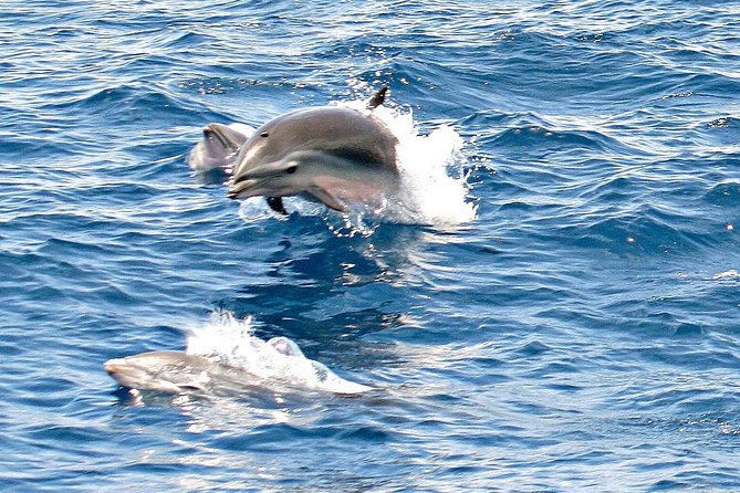 Whale and Dolphin Watching Cruise in St Lucia - The first run into open water