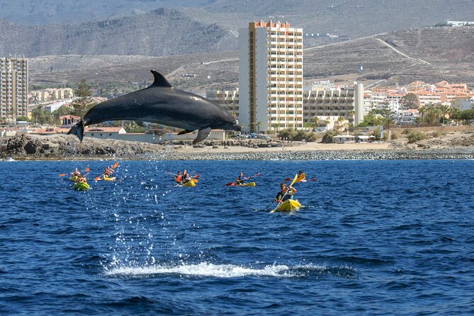 Whale and Dolphin Watching EcoAdventure in Tenerife - Key Points Before You Book