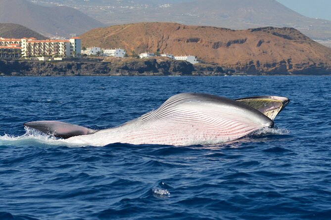 Whale and Dolphin Watching EcoAdventure in Tenerife - Setting Out From Costa Adeje
