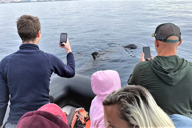 Whale and Dolphin Watching EcoAdventure in Tenerife - Responsible Wildlife Watching