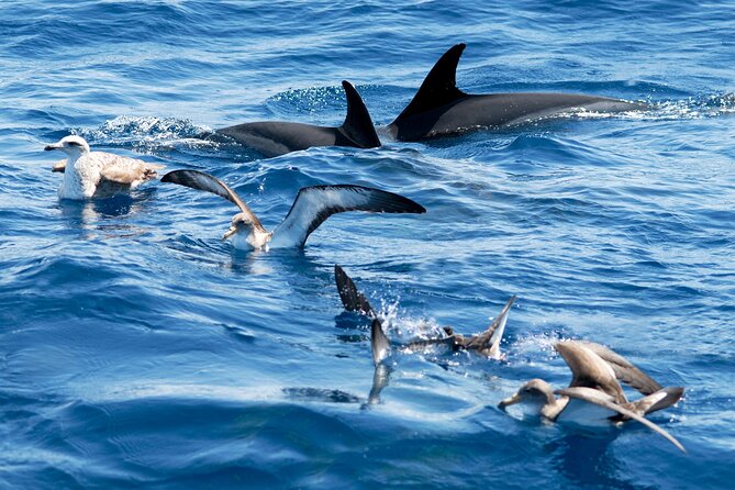 Whale and Dolphin Watching EcoAdventure in Tenerife - What the Two-Hour Route Feels Like