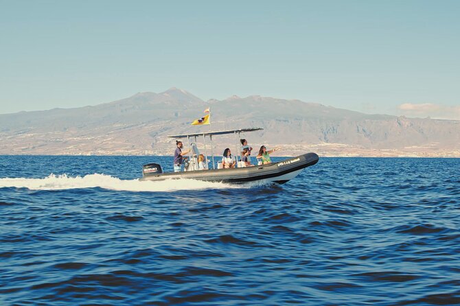 Whale and Dolphin Watching EcoAdventure in Tenerife - How the Price Compares